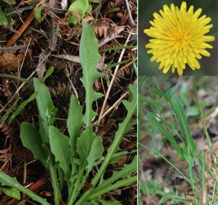 Reichardia insalata di monte